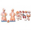 ADVANCE MODEL OF HUMAN TORSO (UNI-SEX) 85CMS TALL (23 PARTS) SOFT ORGANS